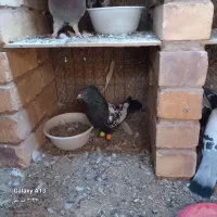 کبوتر زرد کرمانی سینه وطوقی|پرنده|اسلامیه, |دیوار