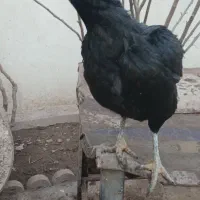 مرغ لاری و خروس گلین|حیوانات مزرعه|پاکدشت, پاکدشت (مامازند)|دیوار