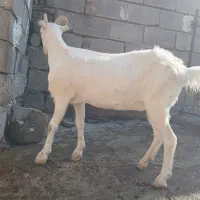 یک عدد بزغاله ماده سانن اصل اصل