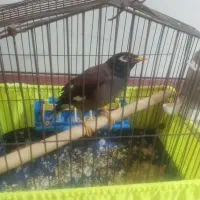 مرغ مینا یک ساله و نیم