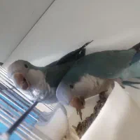 جفت راهب کلام دار|پرنده|قائمشهر, |دیوار