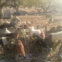 25عدد کهره دونه 5و پانصد|حیوانات مزرعه|لنده, |دیوار