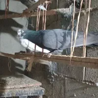 تعدادی 20کبوتر ب فروش میرسد