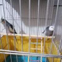 عروس هلندی مولد