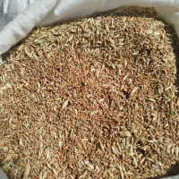 گندم مناسب مرغ و دانه فروشی