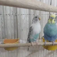 جفت مرغ عشق سالم و سرحال