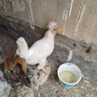 ۴عدد مرغ خروس زینتی کاکلی لهستانی قیمت همش۳ت