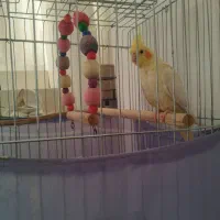 عروس هلندی