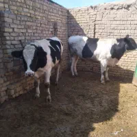 دو راس گوساله نر هلشتین