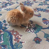 بچه‌خرگوش‌لوپ