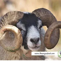 گوسفنده زنده باباسکول دقیق