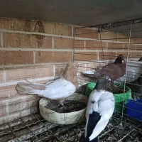 کبوتر سینه ای جفت