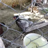 دو مرغ ریک جوجه