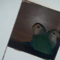 کوتوله برزیلی