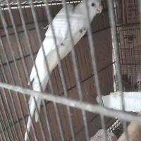 عروس هلندی البینو دوکت مولد