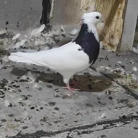 ماده طوقی سیاه واکسی مهر مهر