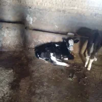 گاو و گوساله|حیوانات مزرعه|بروجرد, |دیوار