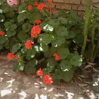 5هکتار-زمین-کشاورزی-روستای-گردشگری