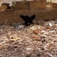 مرغ مرندی|حیوانات مزرعه|قم, باغ کرباسی|دیوار