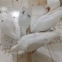 کبوتر