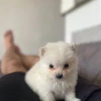 پامر خرسی عروسکی|سگ|سیرجان, |دیوار