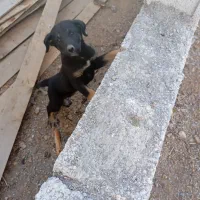 توله سرابی اصیل ماده|سگ|خلخال, |دیوار