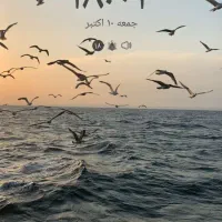 خانم یا آقا با سابقه کار در فروش کالای اقساطی(گوشی