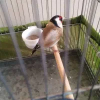 جوجه سهره کردستان رام