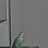 طوطی برزیلی