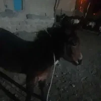 قاطر|حیوانات مزرعه|کوثر, |دیوار