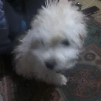 سگ شیتزونروماده 3ماهشپرشده