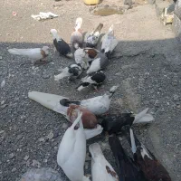 کفتر رودان|پرنده|میناب, |دیوار