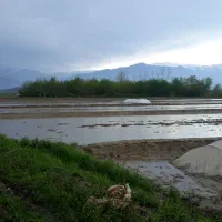 زمین مسکونی روستای لاقان