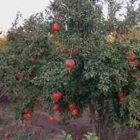 انار آبدار ودانه قرمز|خوردنی و آشامیدنی|سبزوار, باهنر|دیوار