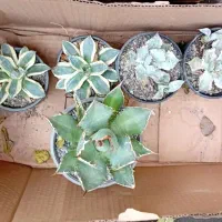 آگاوتیتانوتا هوریداپتاتروم مشعل