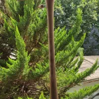 پایه نت چوبی|آلات موسیقی|رشت, بلوار گیلان|دیوار