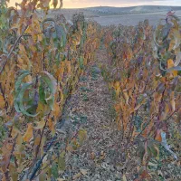 نهال فروشی|خدمات باغبانی و درختکاری|مراغه, |دیوار