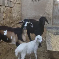 فروش میش برشن با قوچ