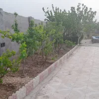 کشیدن علفهای هرز باغ