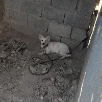 سگ بوجی نر هشت ماهه