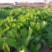 کاهو تازه وشیرین