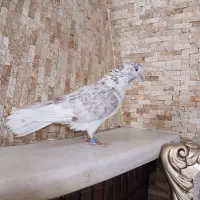 کبوتر گرفتنی نر گرگی شماره دار