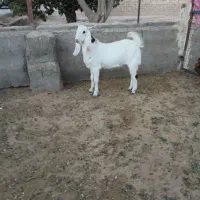 بره قوچی|حیوانات مزرعه|نصر آباد, |دیوار