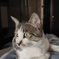 واگذاری گربه dsh نر دو ساله