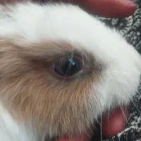 خرگوش