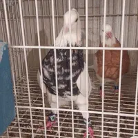 طوقی کرمانشاهی|پرنده|شاهینشهر, گرگاب|دیوار