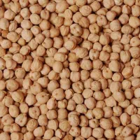 نخود درجه یک بهاره