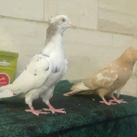 سینه هفترنگ و کله و جوجه|پرنده|مشهد, ارشاد|دیوار