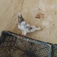 پلاکی سرور
