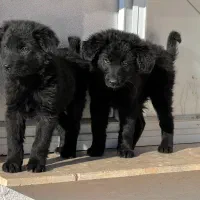 سگ ژرمن بلک نروماده دوماه باهم یکجای فی ۴۰ م ت|سگ|تهران, تهرانسر شرقی|دیوار